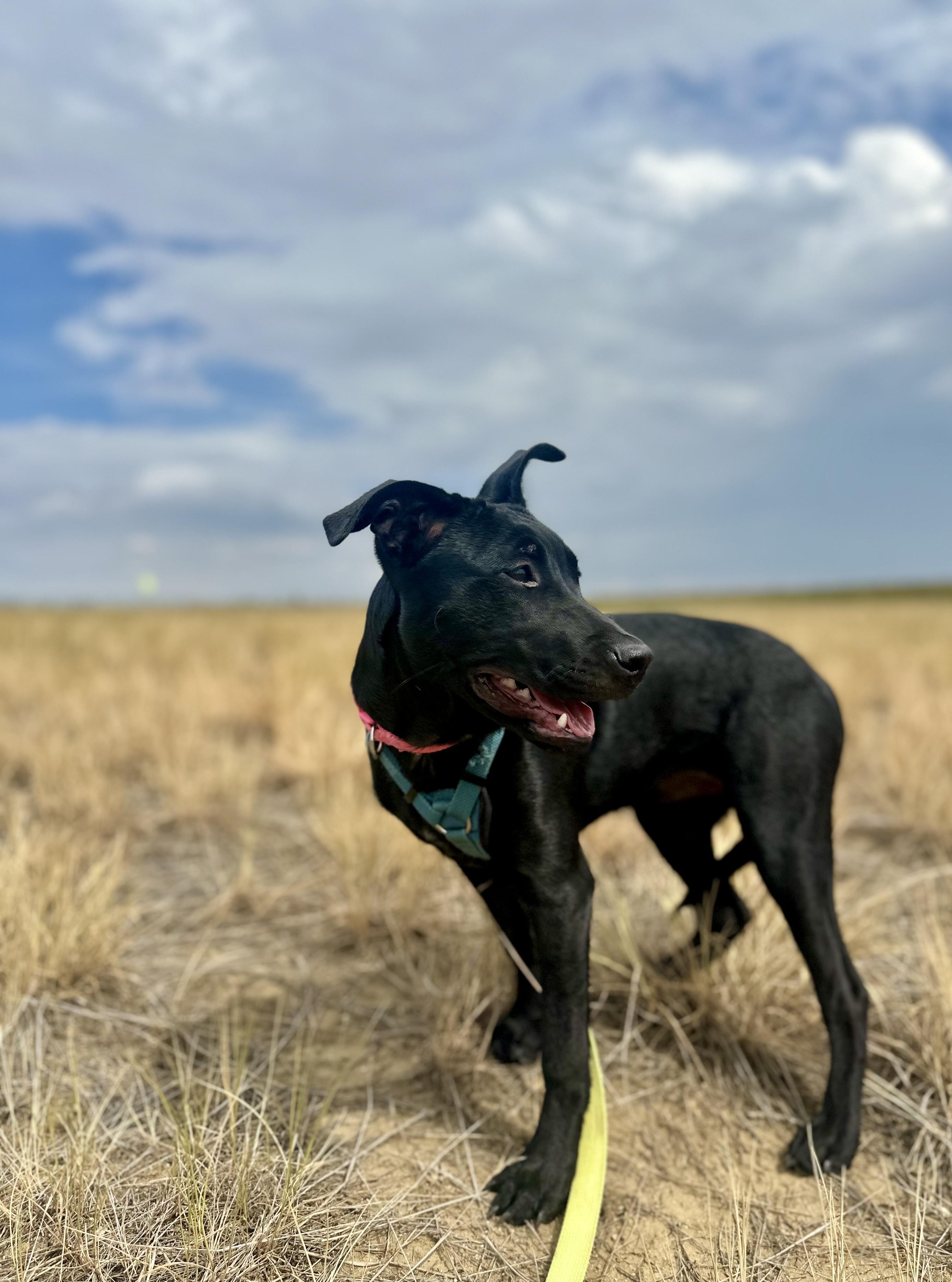 Martini, a Adoptable mixed breed in Boulder, CO image 2/5
