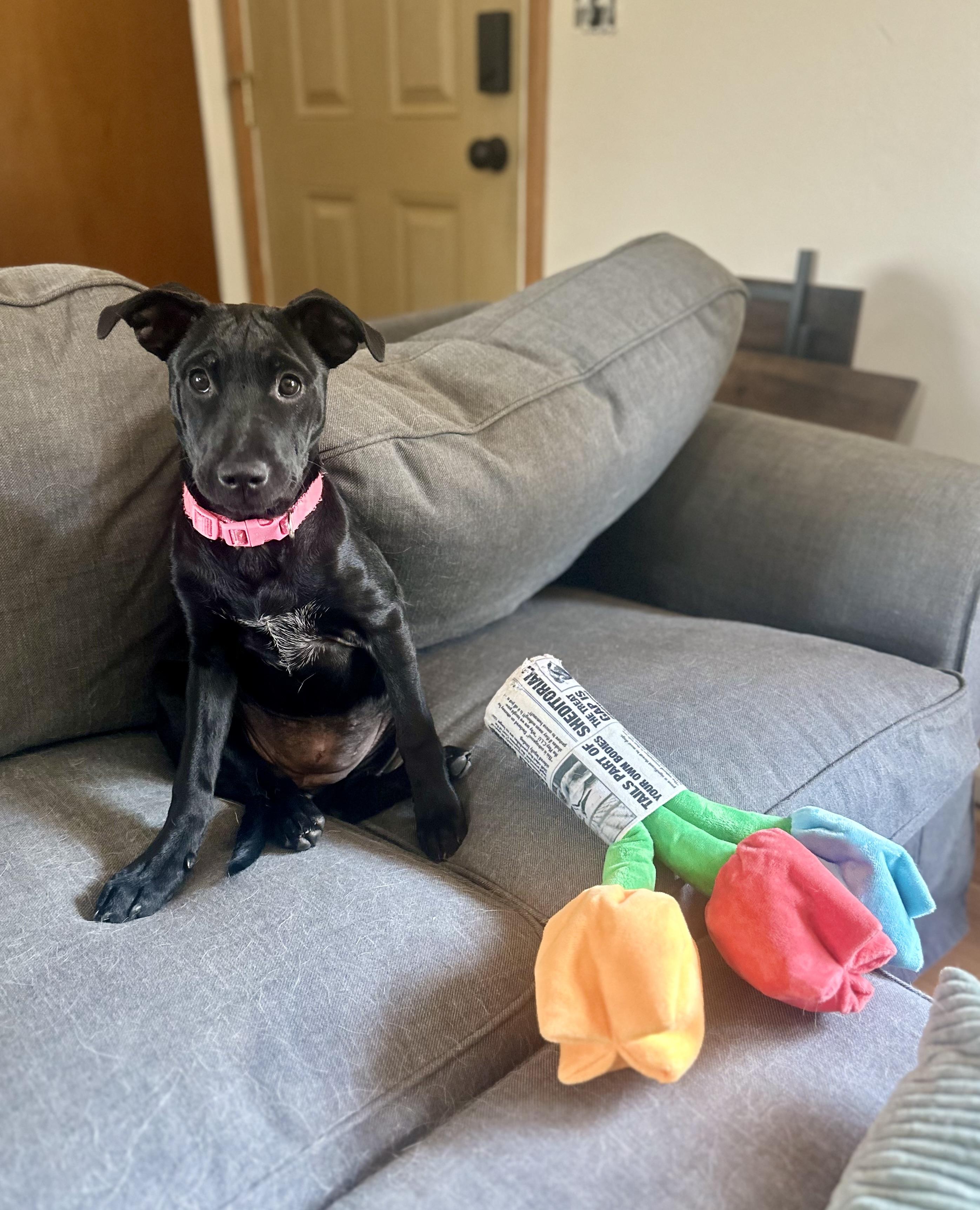Martini, Adoptable, Puppy Female Black Labrador Retriever.