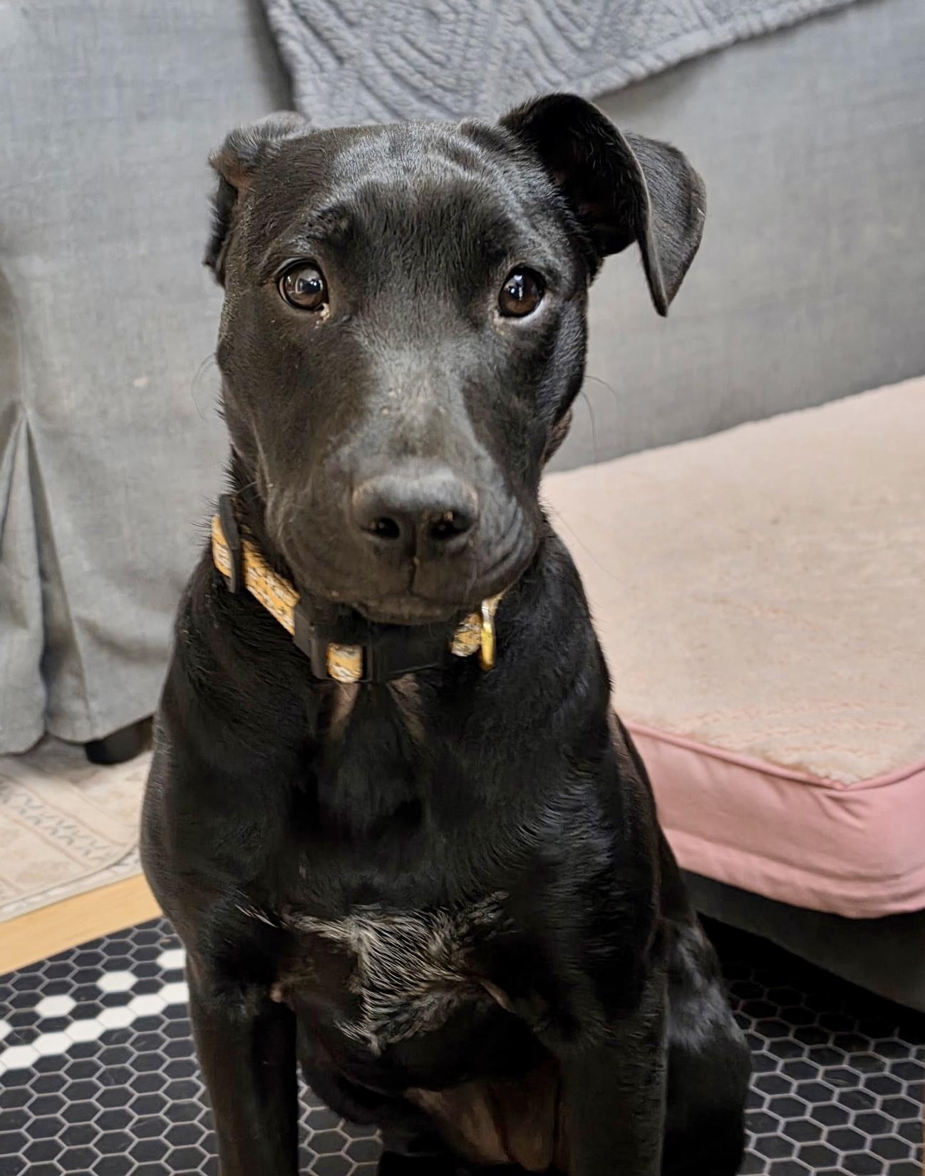 Enlarge Martini, a Adoptable mixed breed in Boulder, CO image 1/6