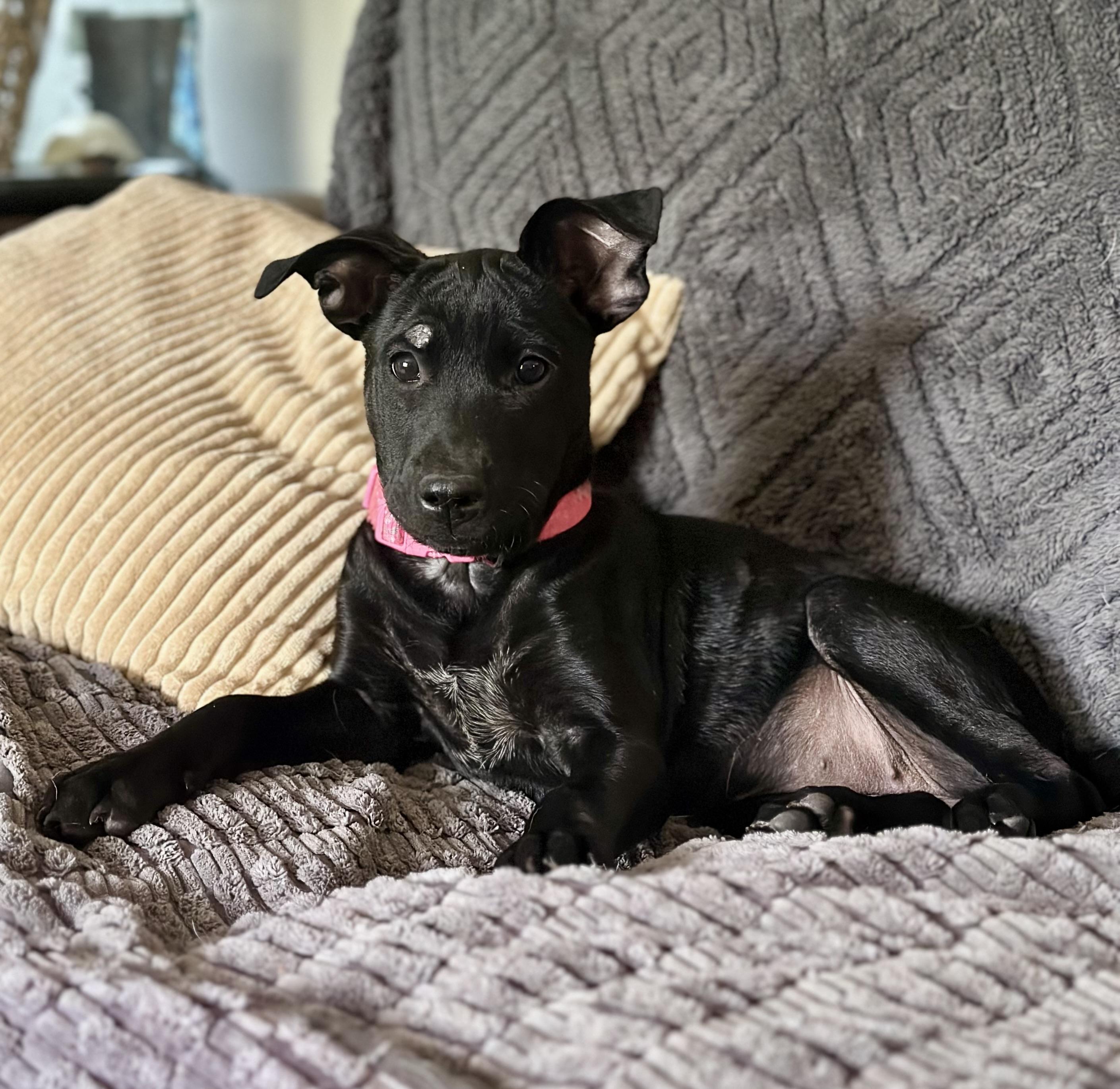 Martini, Adoptable, Puppy Female Black Labrador Retriever.