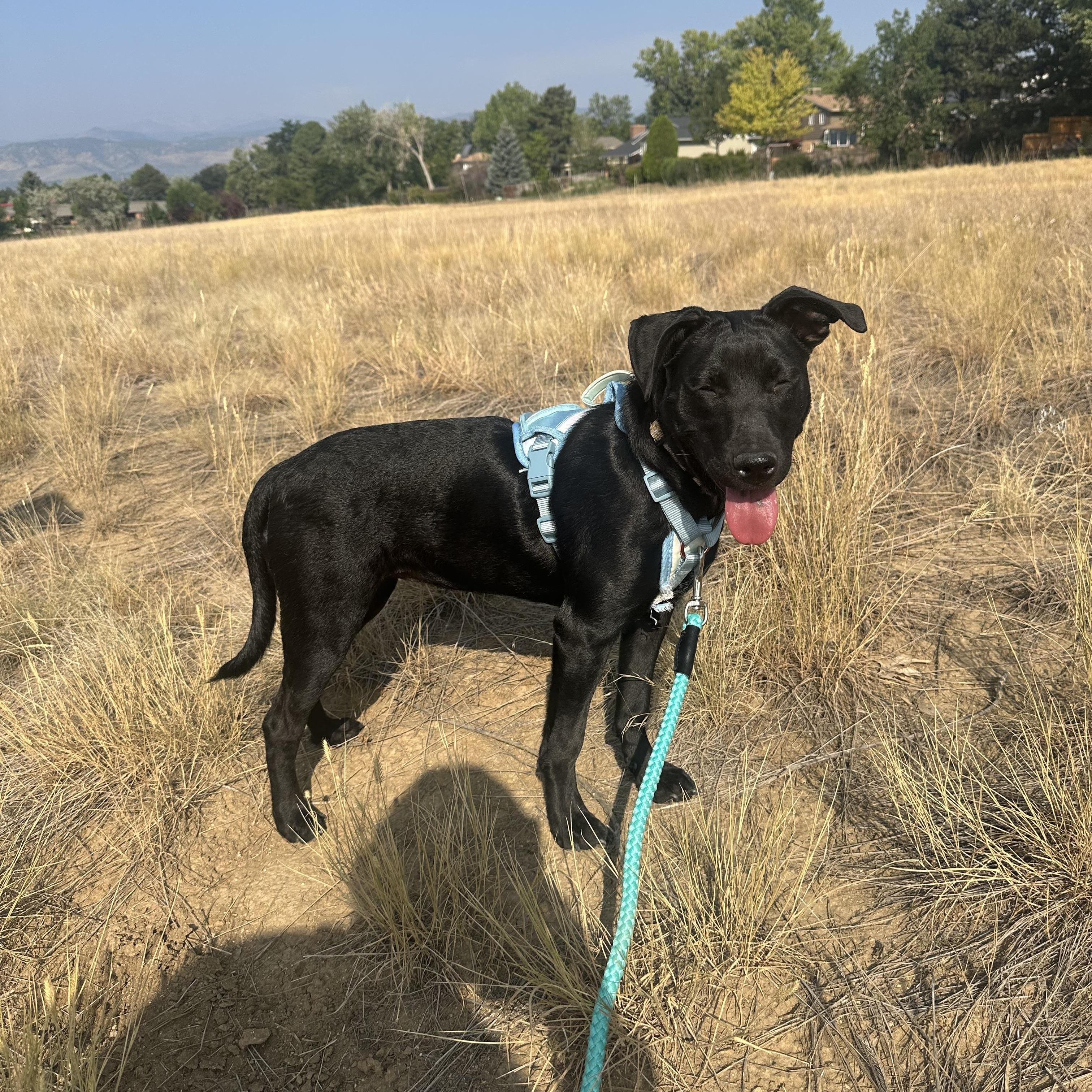 Enlarge Martini, a Adoptable mixed breed in Boulder, CO image 2/6