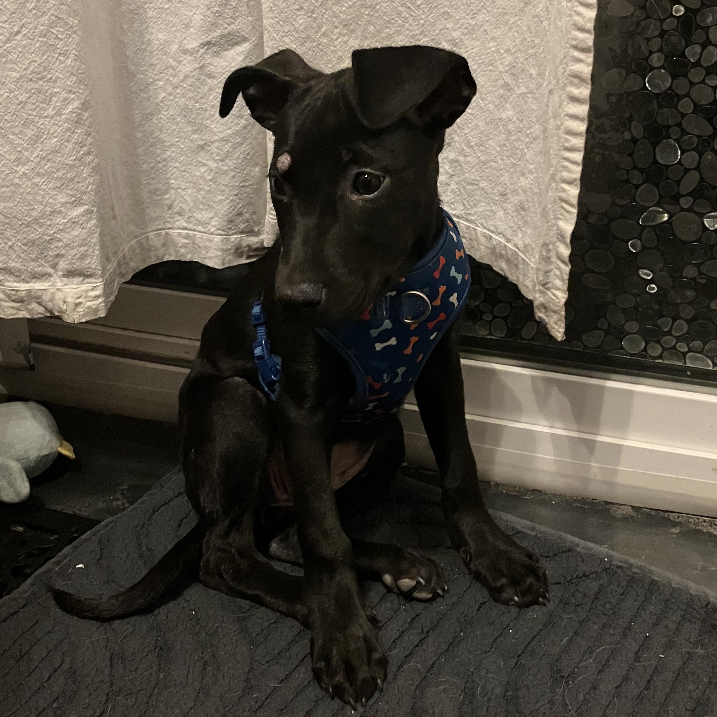 Enlarge Martini, a Adoptable mixed breed in Littleton, CO image 2/5