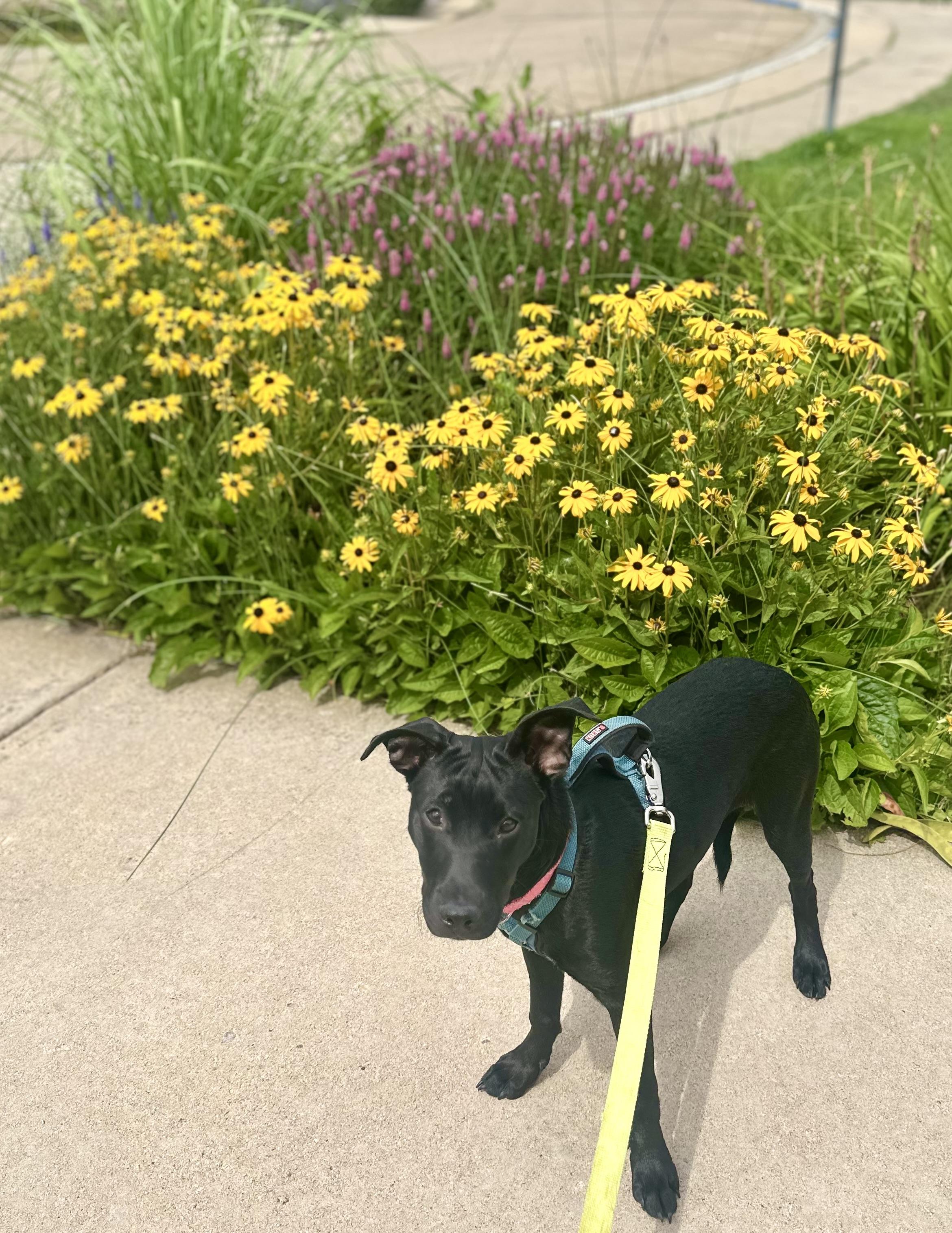 Martini, a Adoptable mixed breed in Boulder, CO image 4/5