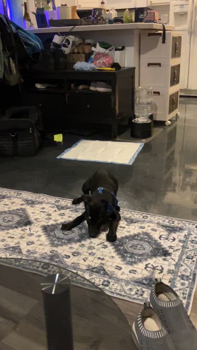 Enlarge Martini, a Adoptable mixed breed in Littleton, CO video 4/5