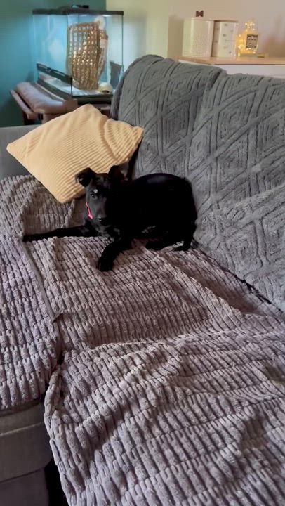 Enlarge Martini, a Adoptable mixed breed in Boulder, CO video 4/6