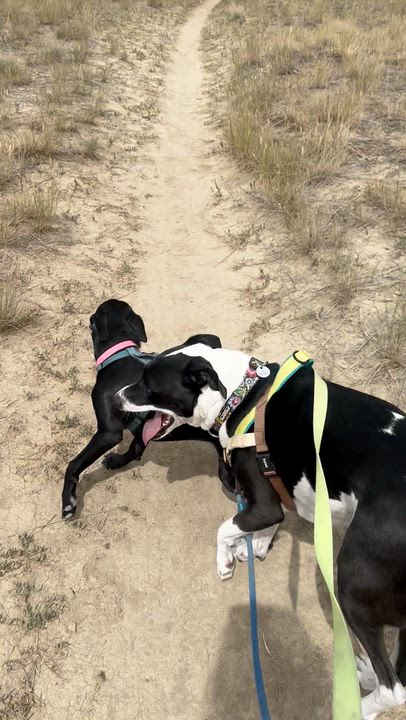 Enlarge Martini, a Adoptable mixed breed in Boulder, CO video 3/5