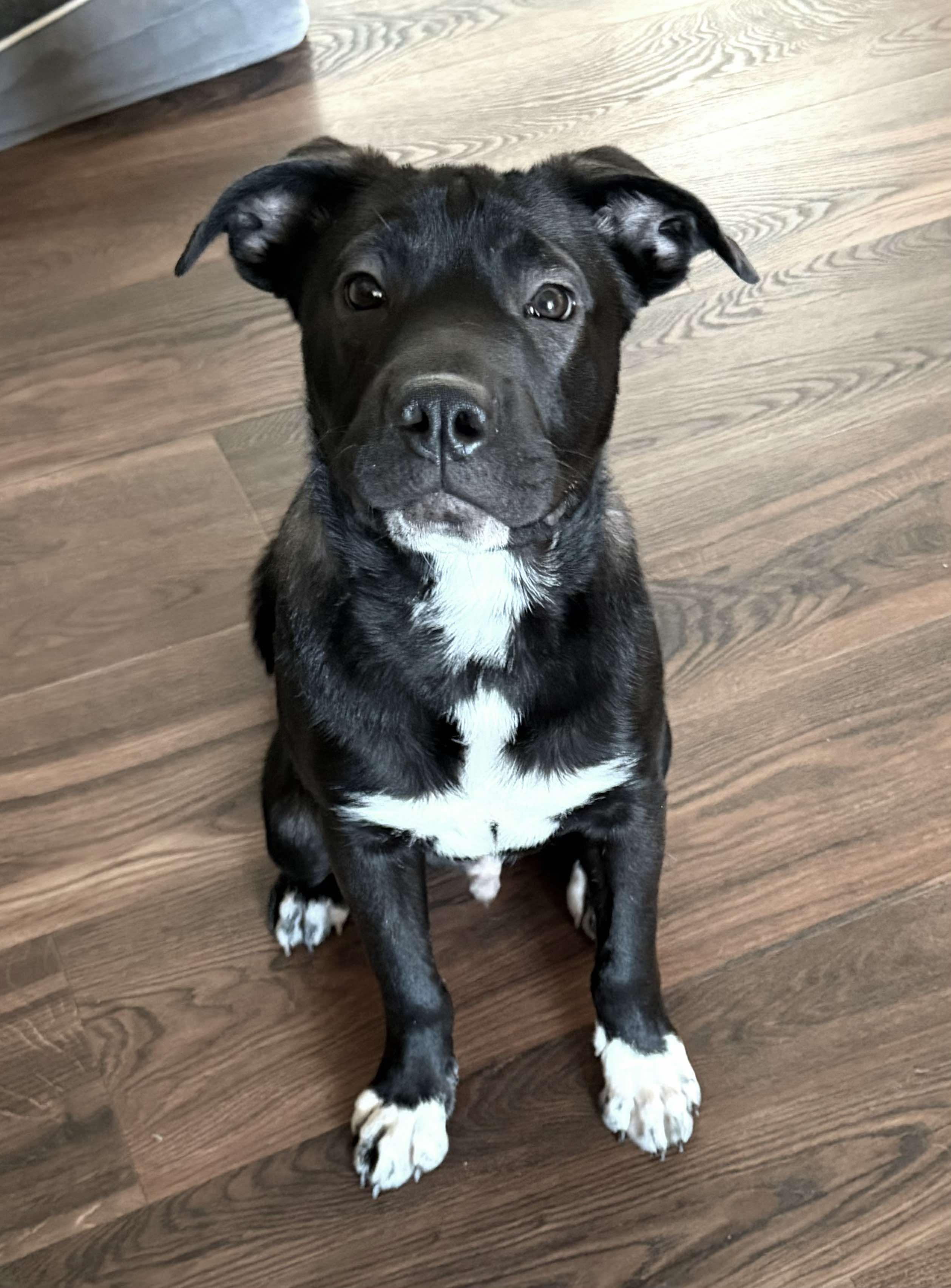 Dodger, an adopted Mixed Breed in De Pere, WI image 3/3