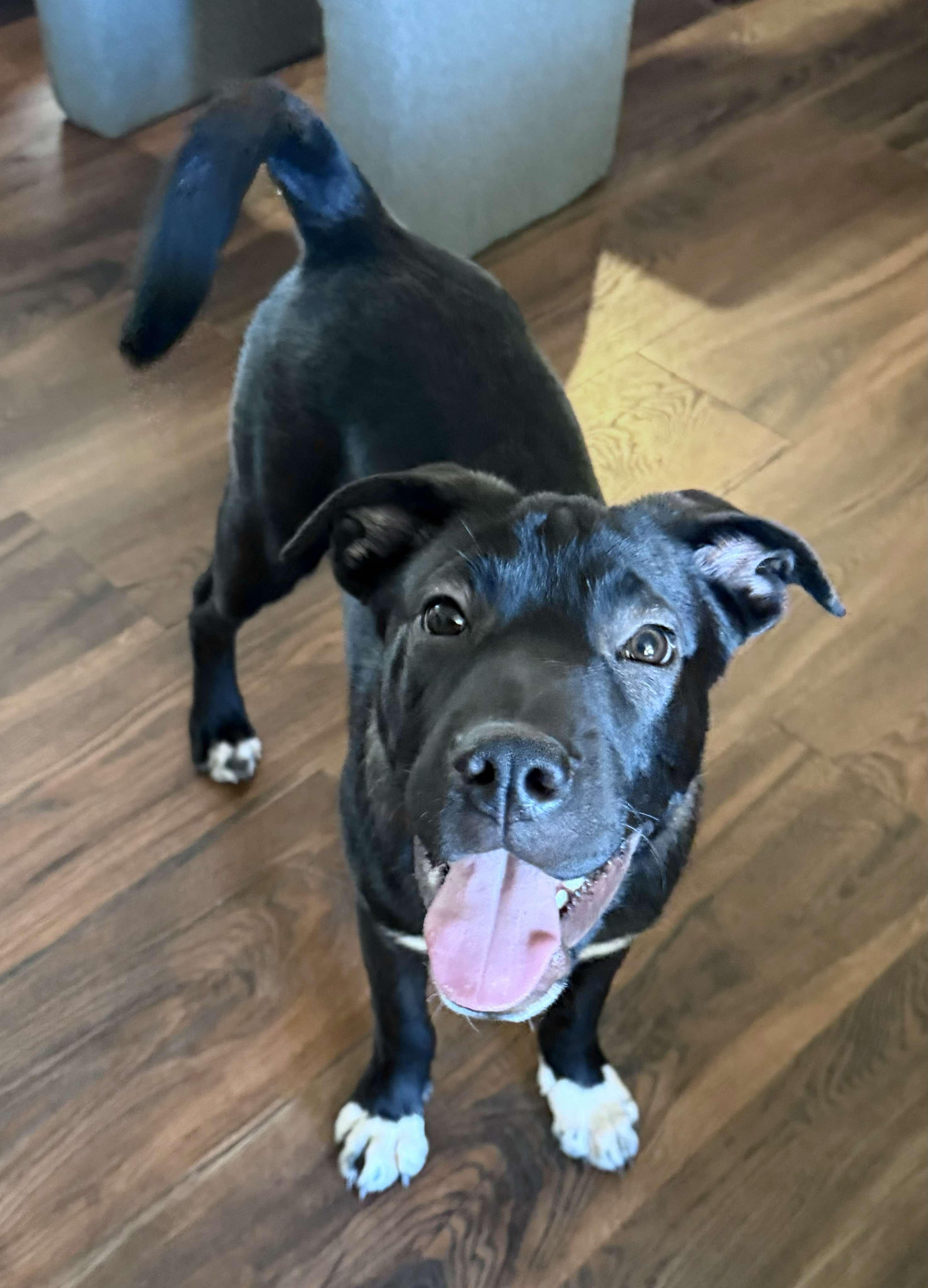 Dodger, an adopted Mixed Breed in De Pere, WI image 2/3