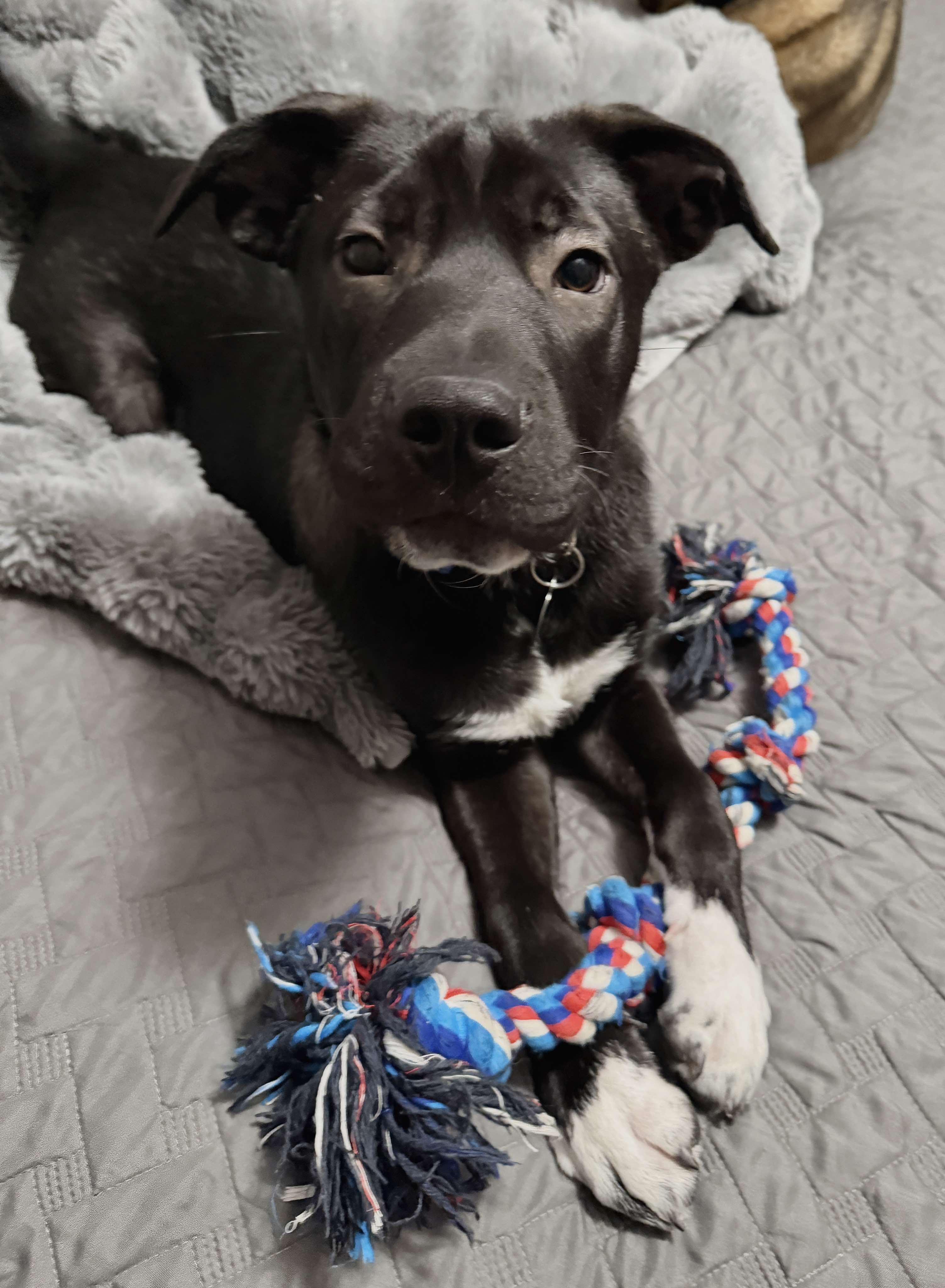 Dodger, adopted, Puppy Male Mixed Breed.
