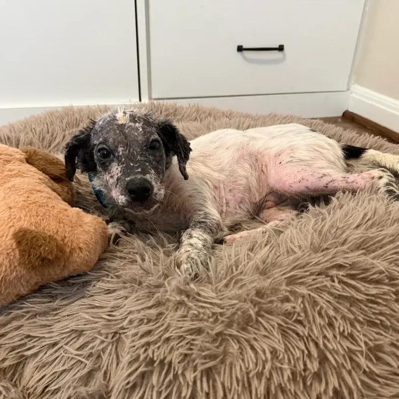 Enlarge Marlin, an adopted Australian Cattle Dog / Blue Heeler in Polk, OH image 2/6