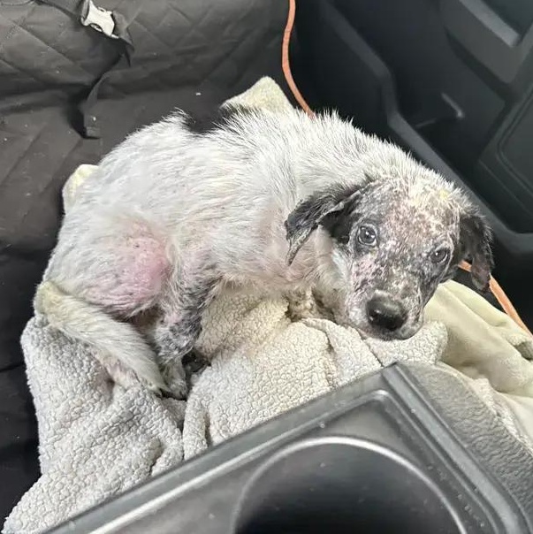 Enlarge Marlin, an adopted Australian Cattle Dog / Blue Heeler in Polk, OH image 5/6