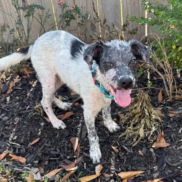 Enlarge Marlin, an adopted Australian Cattle Dog / Blue Heeler in Polk, OH image 4/6