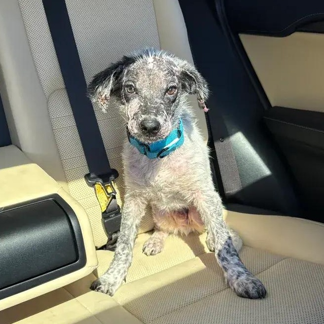 Marlin, adopted, Puppy Male Australian Cattle Dog / Blue Heeler.