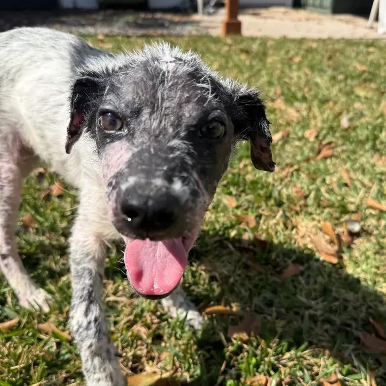 Enlarge Marlin, an adopted Australian Cattle Dog / Blue Heeler in Polk, OH image 3/6