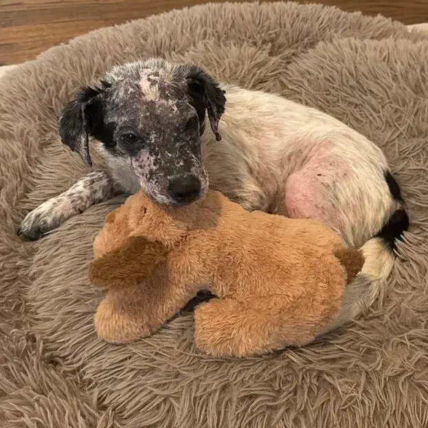 Enlarge Marlin, an adopted Australian Cattle Dog / Blue Heeler in Polk, OH image 6/6
