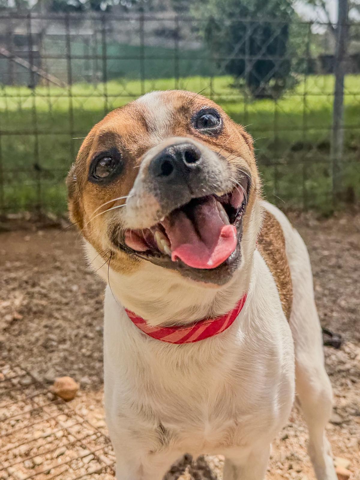 Rockette, adoptable, Young Female Jack Russell Terrier & Terrier.