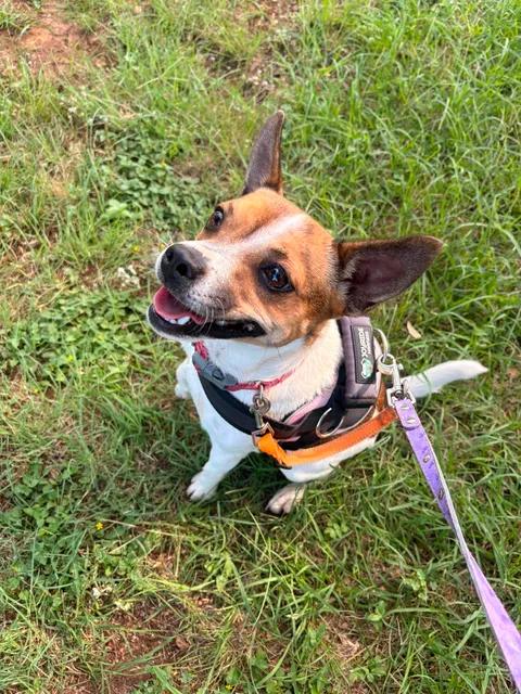 Rockette, an adoptable mixed breed in Marble Falls, TX image 2/2