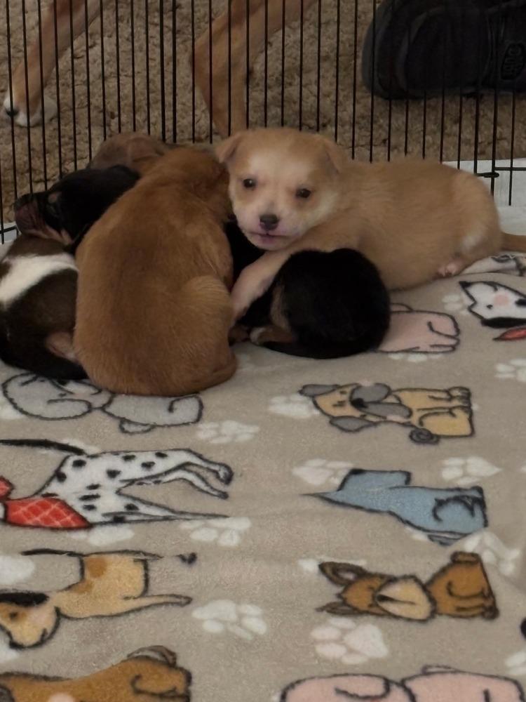 Nova, Adoptable, Adult Female Mixed Breed.