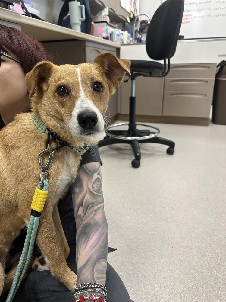 Nova, Adoptable, Adult Female Mixed Breed.
