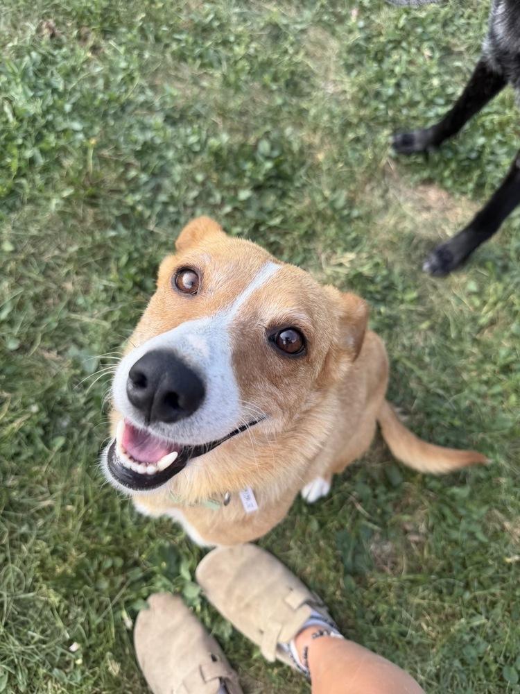 Enlarge Nova, a Adoptable mixed breed in Rapid City, SD image 2/6