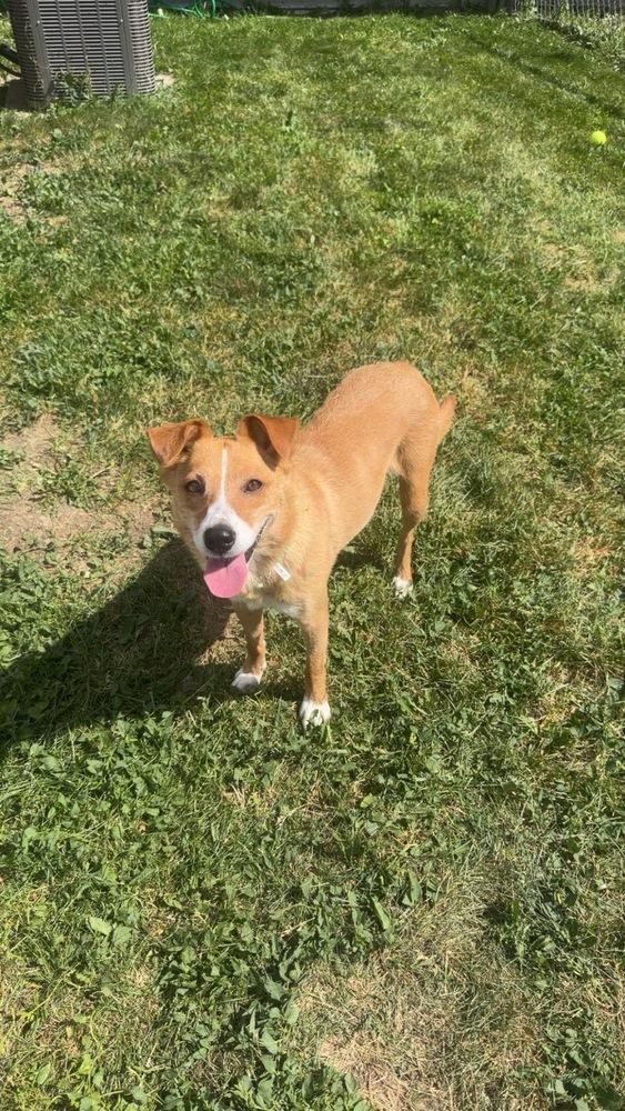 Enlarge Nova, a Adoptable mixed breed in Rapid City, SD image 3/6
