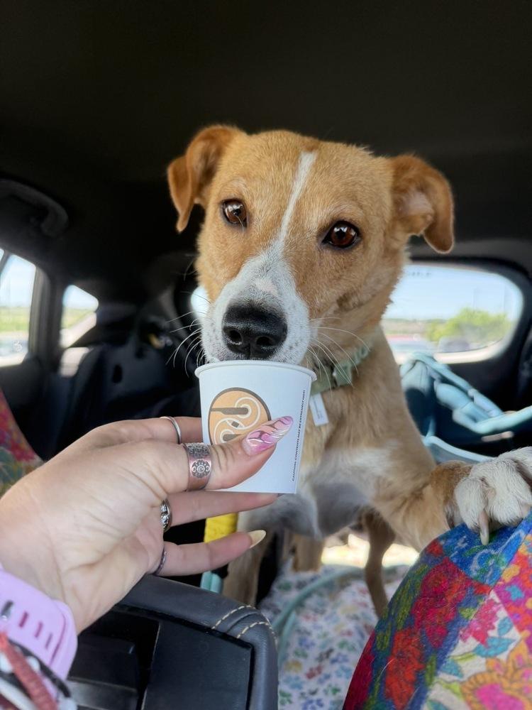 Enlarge Nova, a Adoptable mixed breed in Rapid City, SD image 4/6