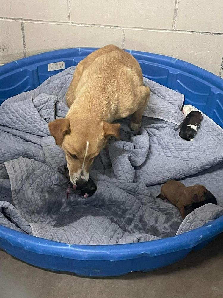 Enlarge Nova, a Adoptable mixed breed in Rapid City, SD image 5/5