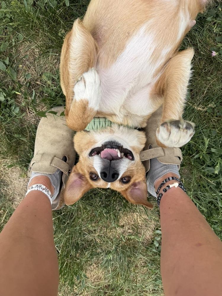 Enlarge Nova, a Adoptable mixed breed in Rapid City, SD image 5/6
