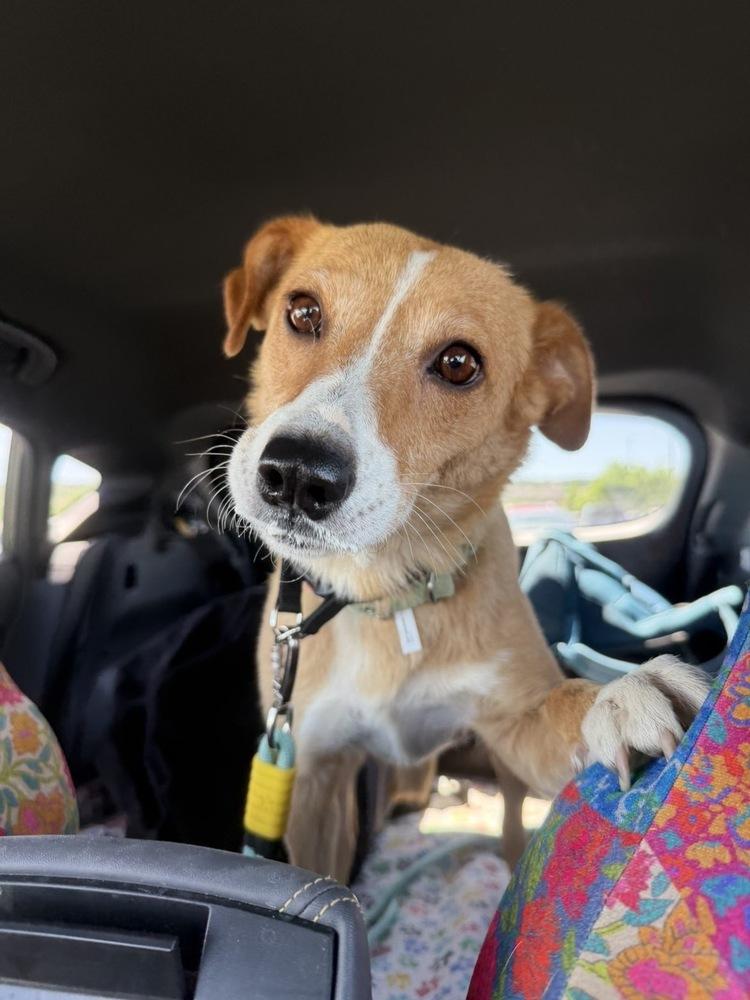 Enlarge Nova, a Adoptable mixed breed in Rapid City, SD image 6/6