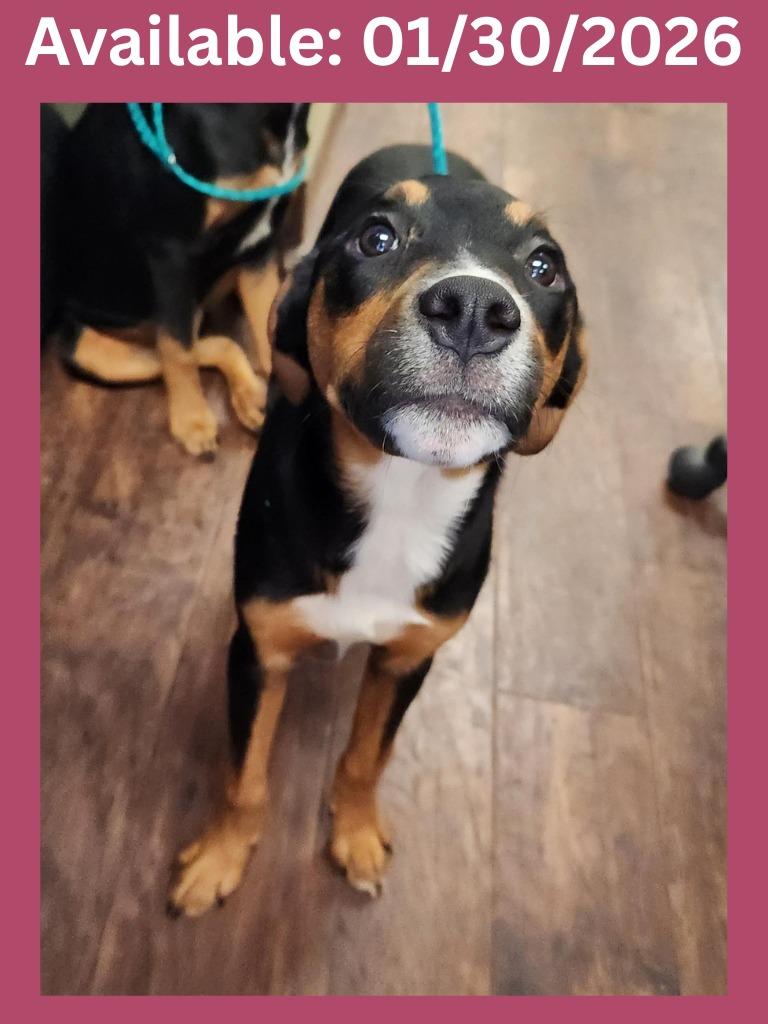 Enlarge Dog Kennel #30 Scarlet, a Adoptable mixed breed in Greenville, TX image 2/2