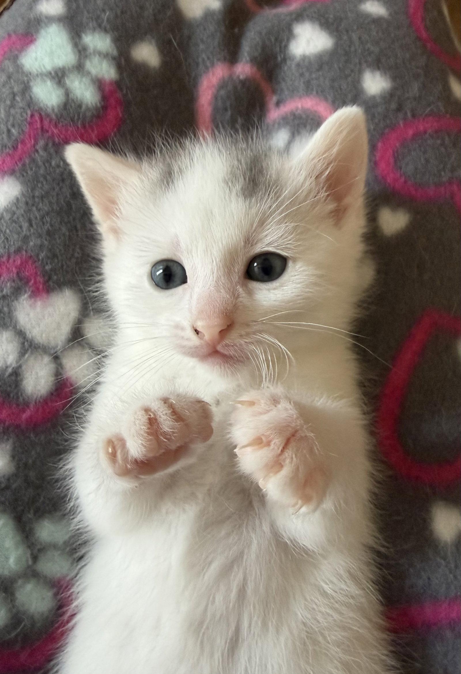 Adele, Adoptable, Kitten Female American Shorthair.