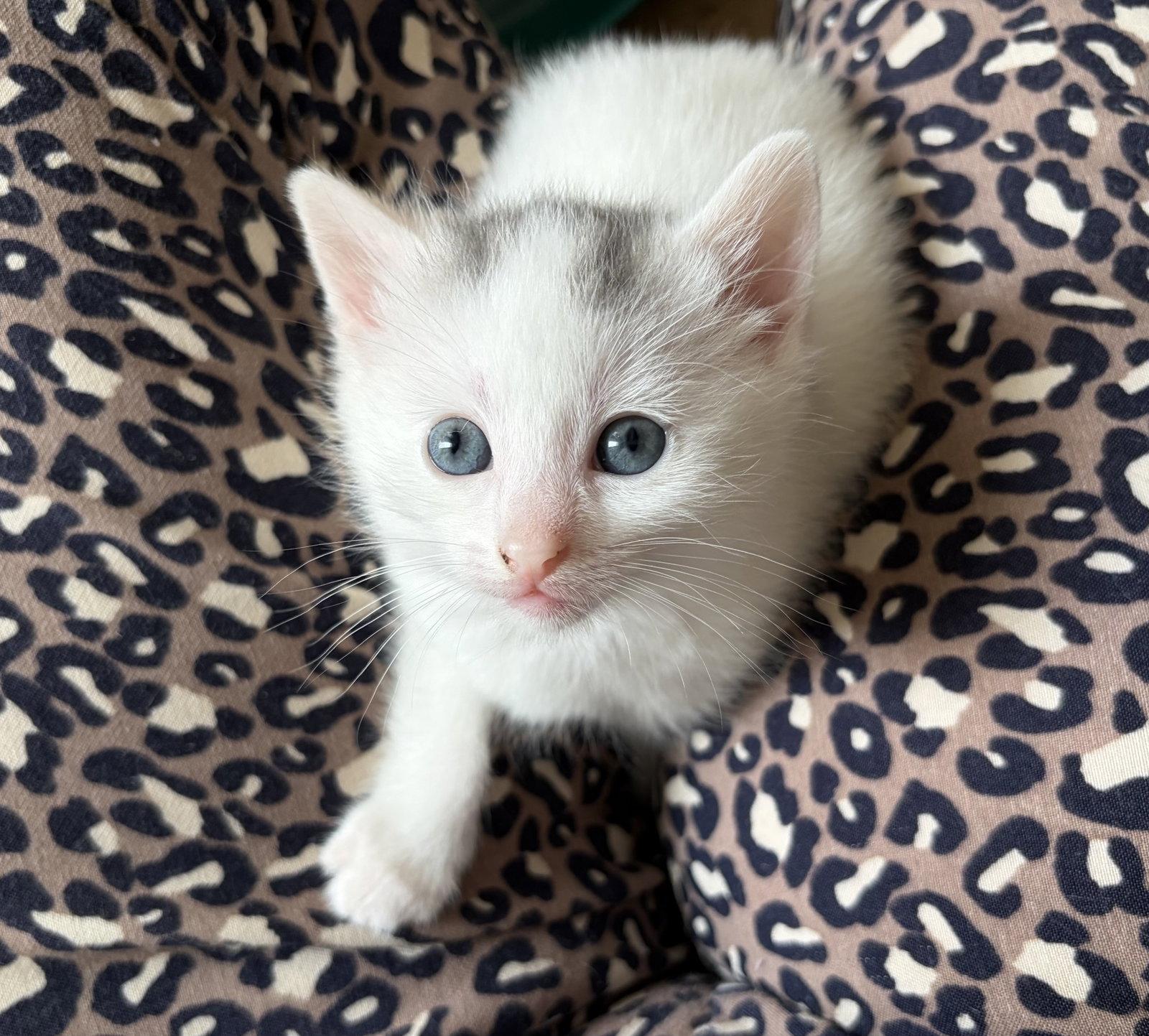 Adele, a Adoptable American Shorthair in Orlando, FL image 2/3