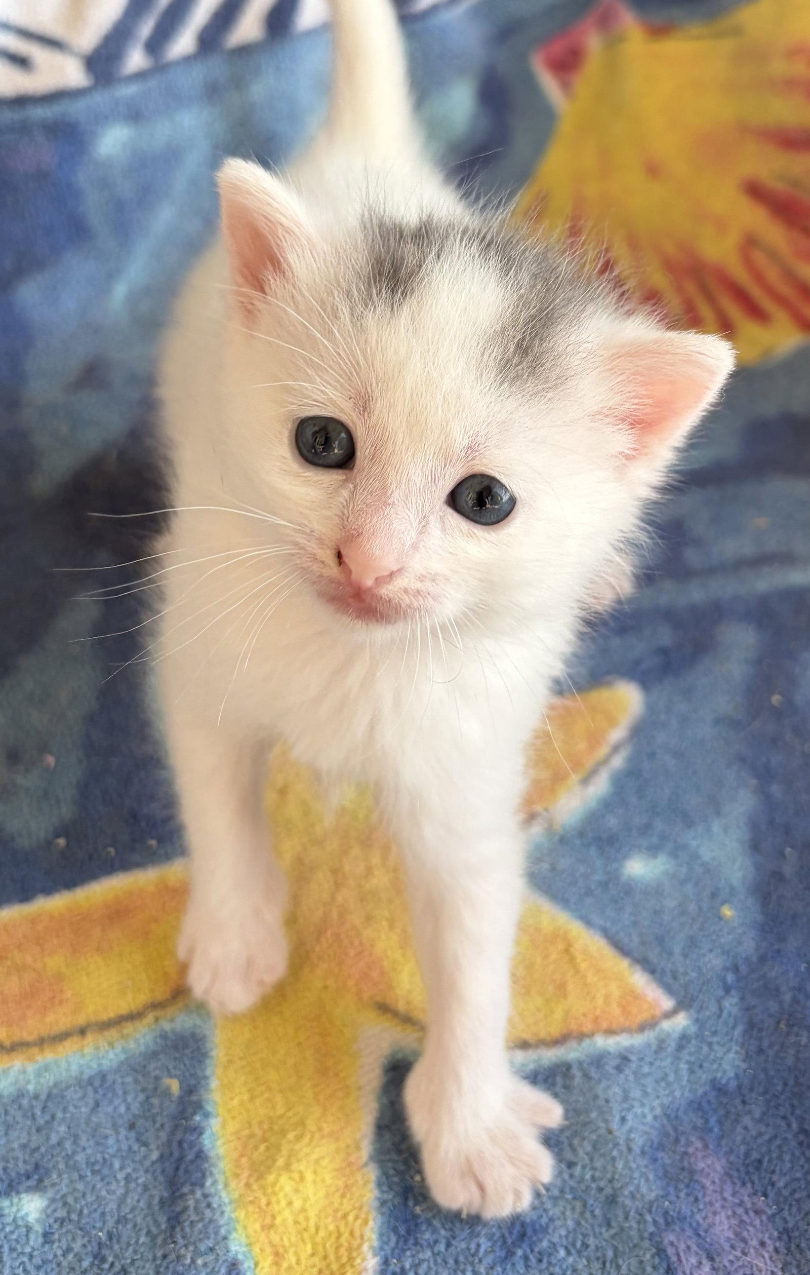 Adele, a Adoptable American Shorthair in Orlando, FL image 3/3