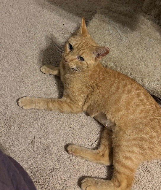 Missy, a Adopted Domestic Short Hair in Furlong, PA image 1/3