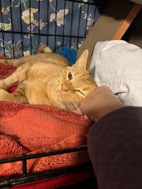 Missy, a Adopted Domestic Short Hair in Furlong, PA image 2/3