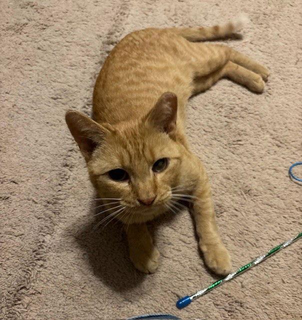 Missy, a Adopted Domestic Short Hair in Furlong, PA image 3/3