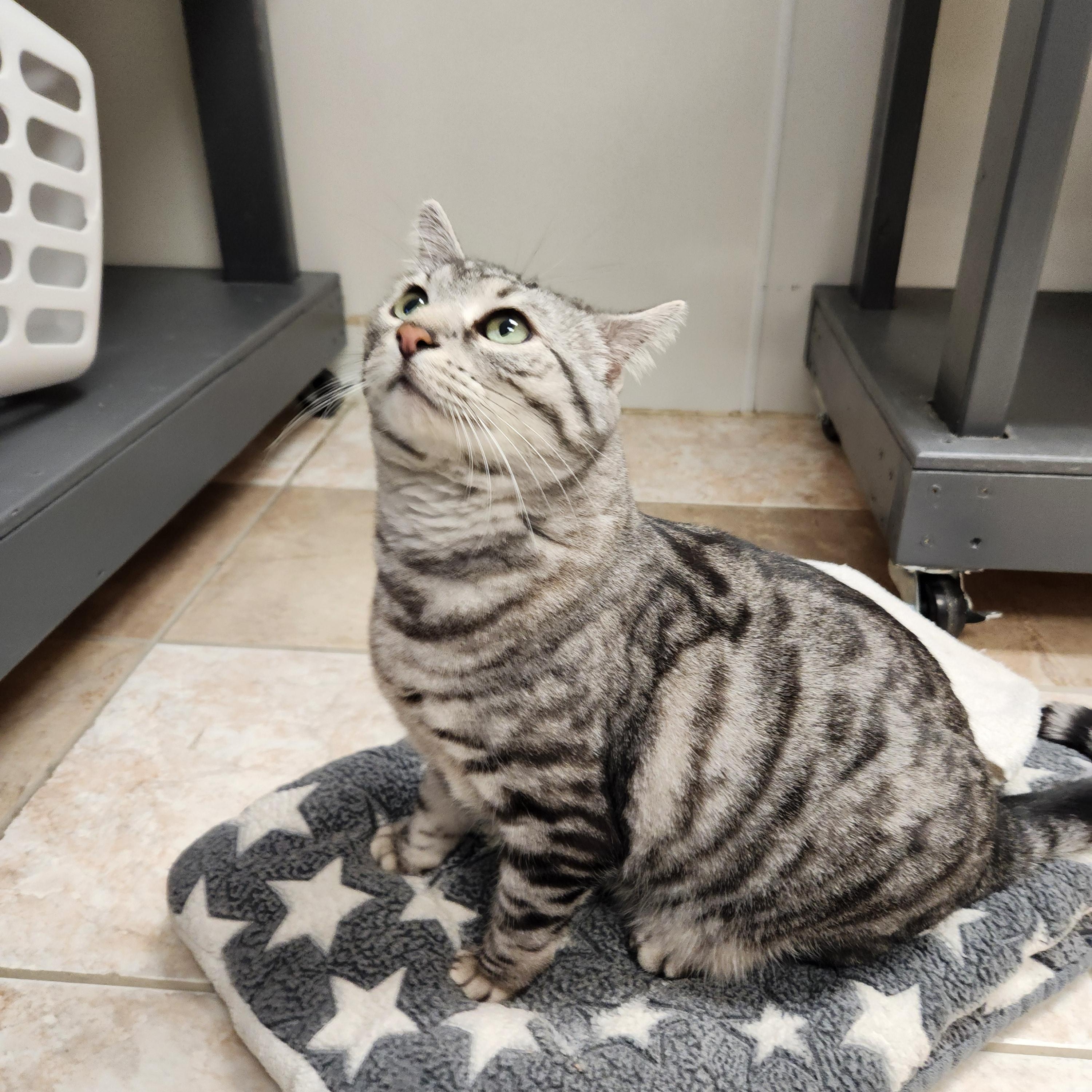 Enlarge Mischa, an adopted mixed breed in Waupun, WI image 2/4