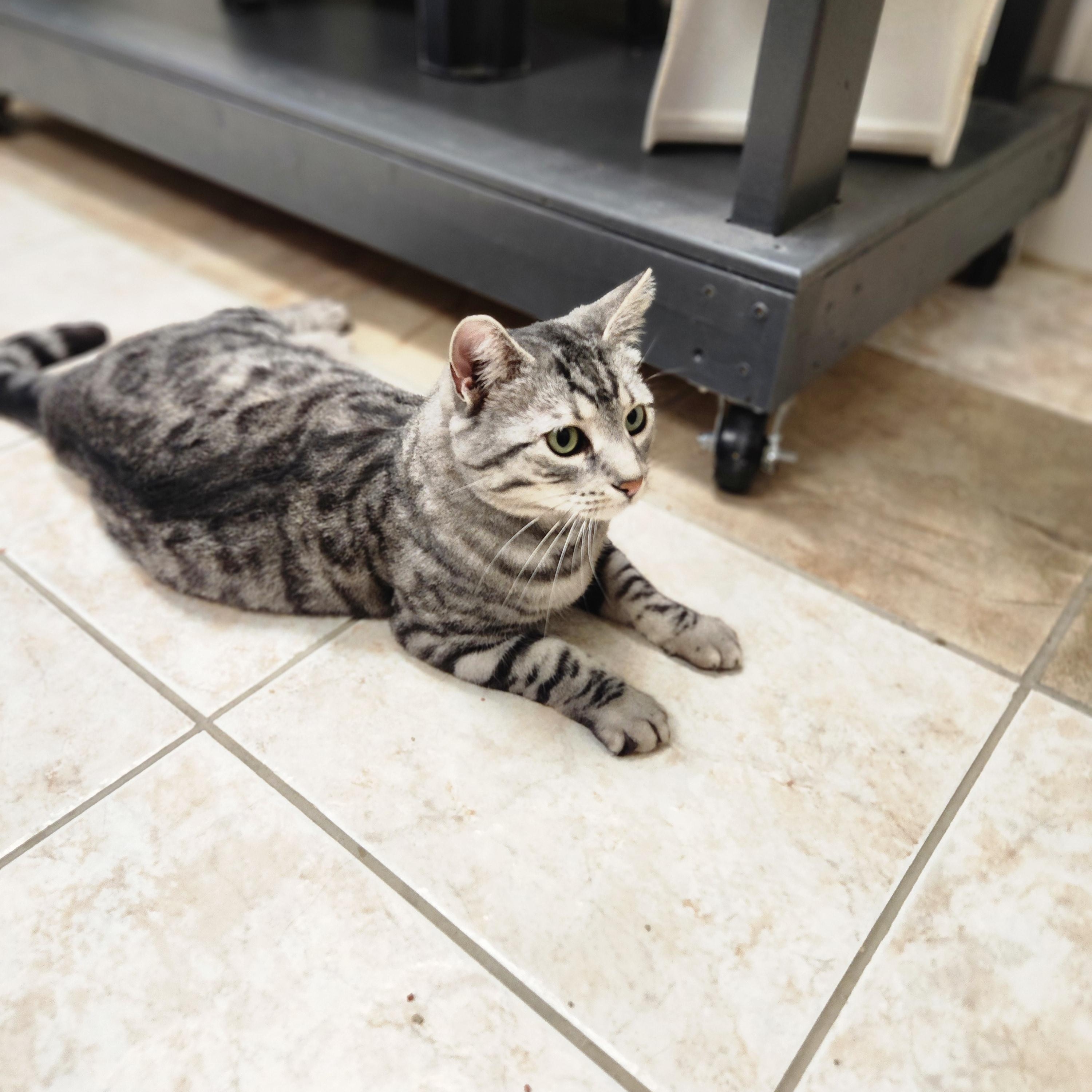 Enlarge Mischa, an adopted mixed breed in Waupun, WI image 4/4