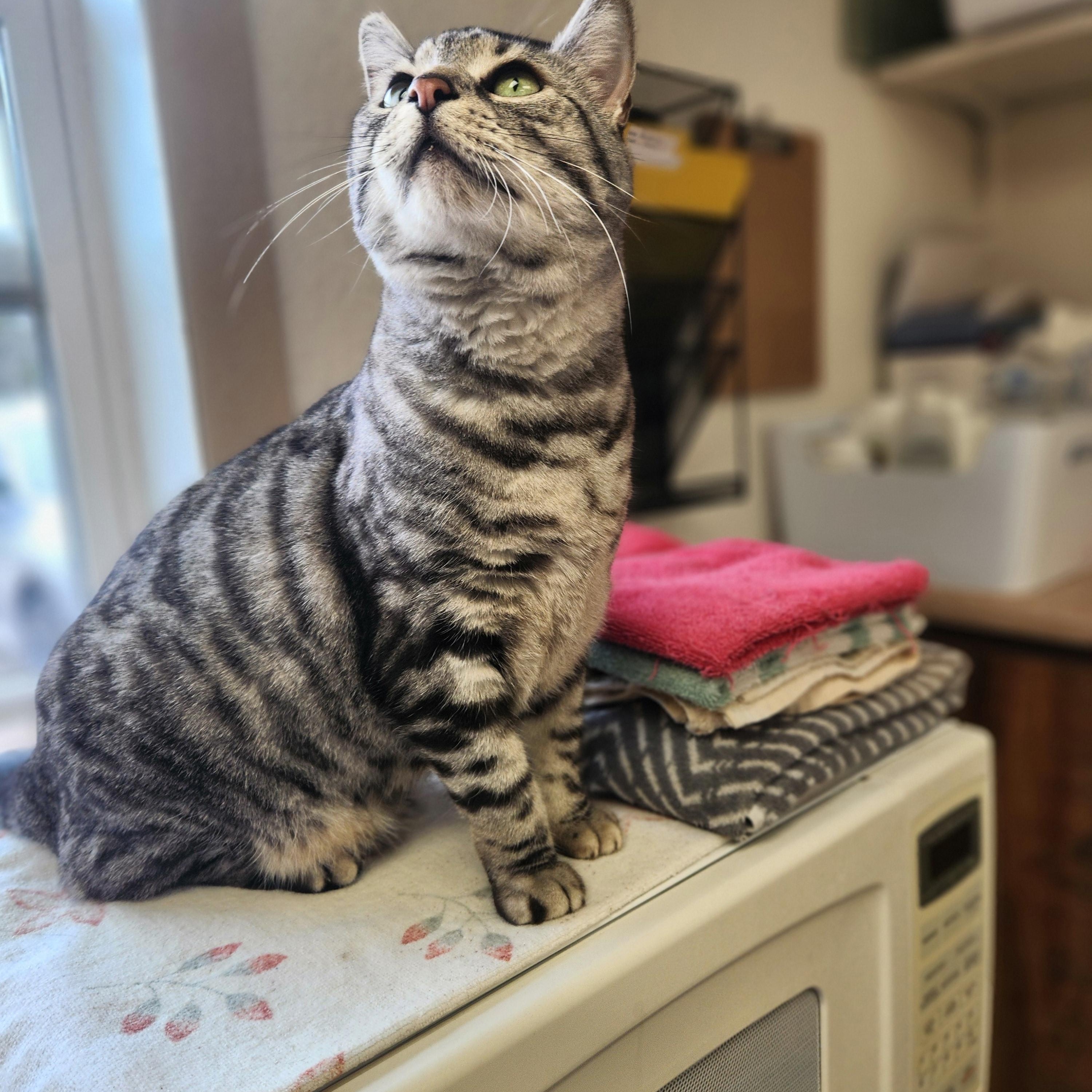 Enlarge Mischa, an adopted mixed breed in Waupun, WI image 3/4