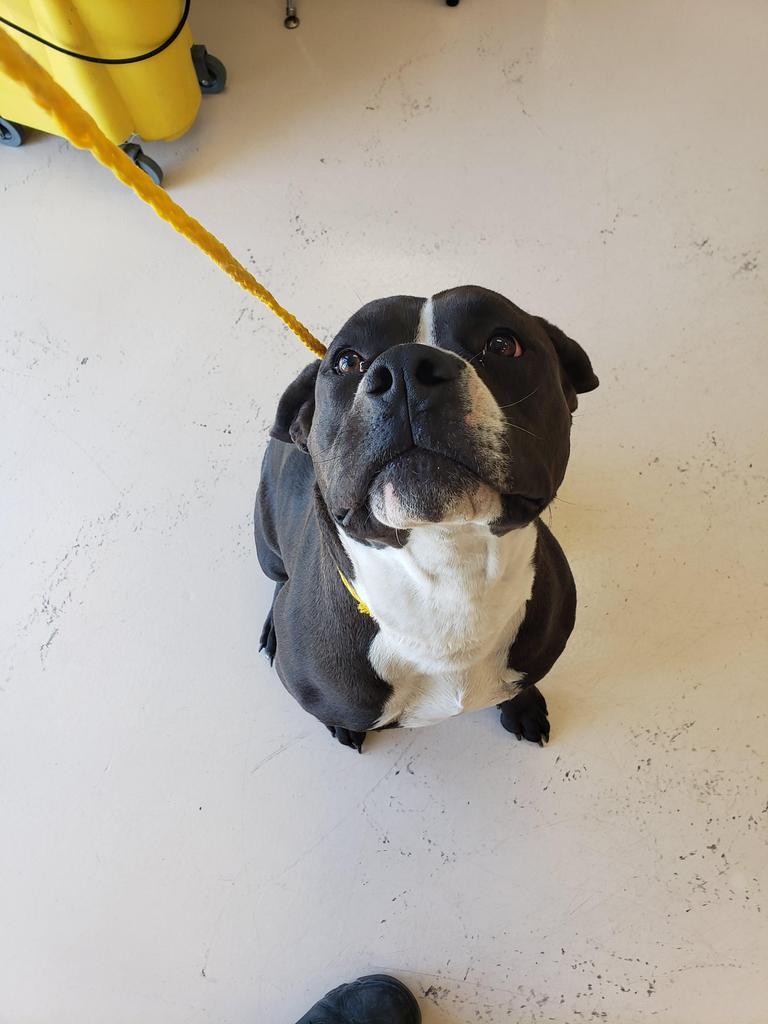 Enlarge Grace, a Adopted Pit Bull Terrier in Belton, TX image 1/1