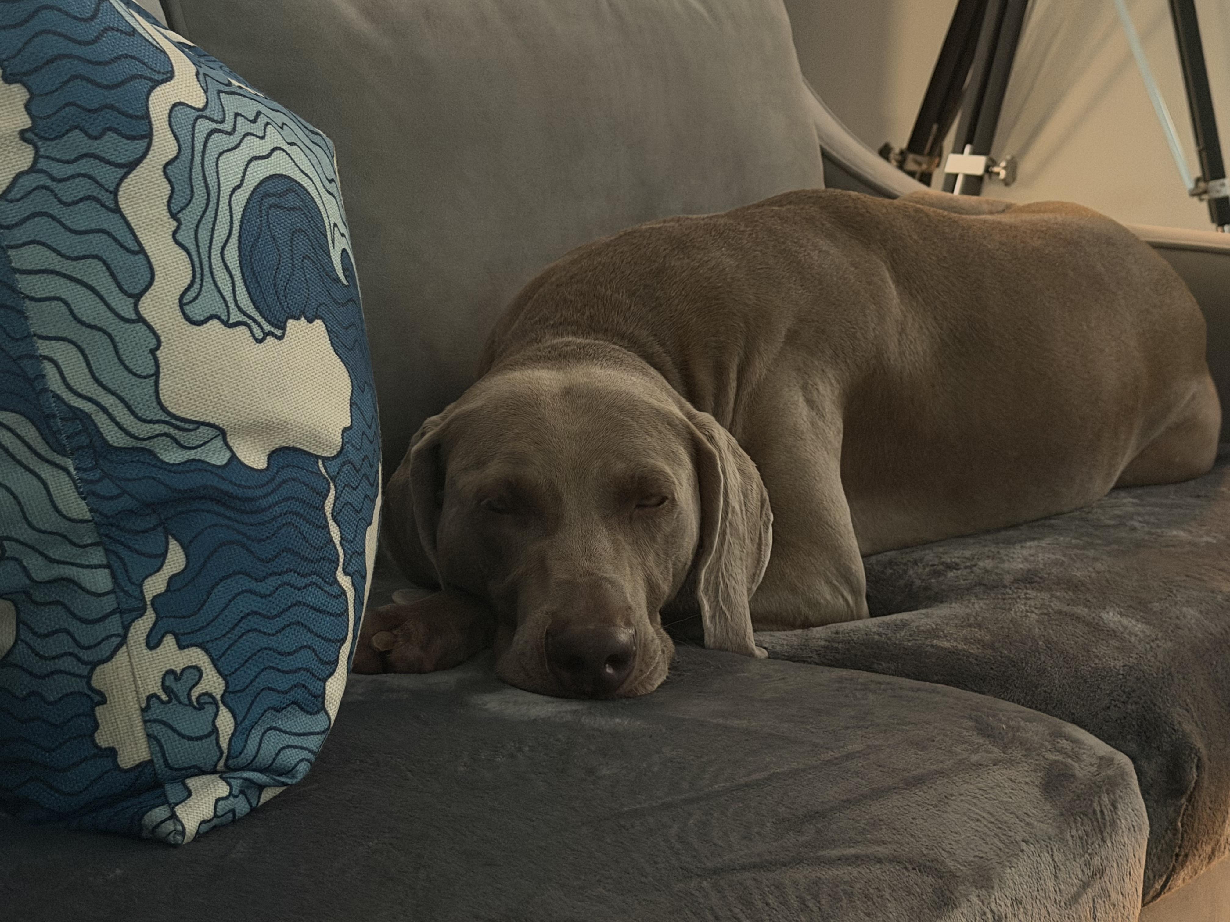 Enlarge Thor, a Adoptable Weimaraner in Marietta, GA image 1/6