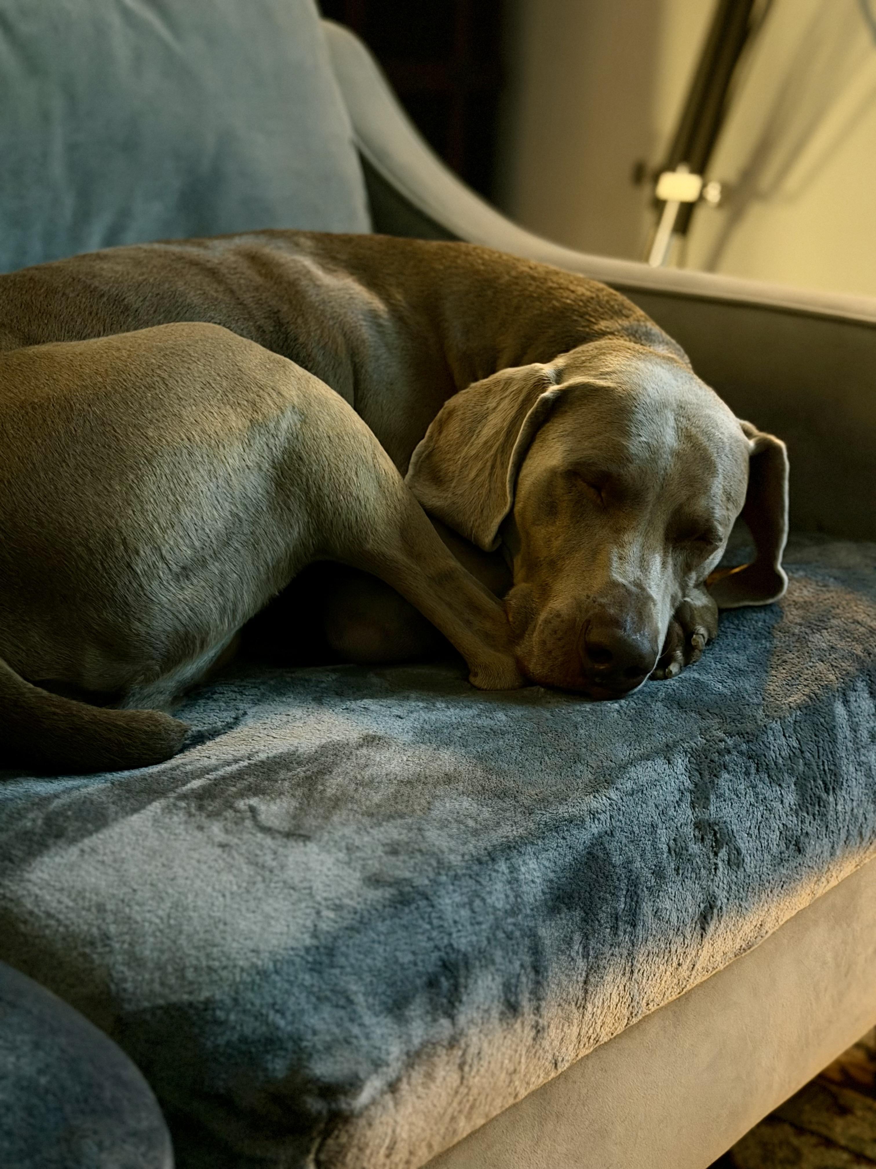Enlarge Thor, a Adoptable Weimaraner in Marietta, GA image 2/6