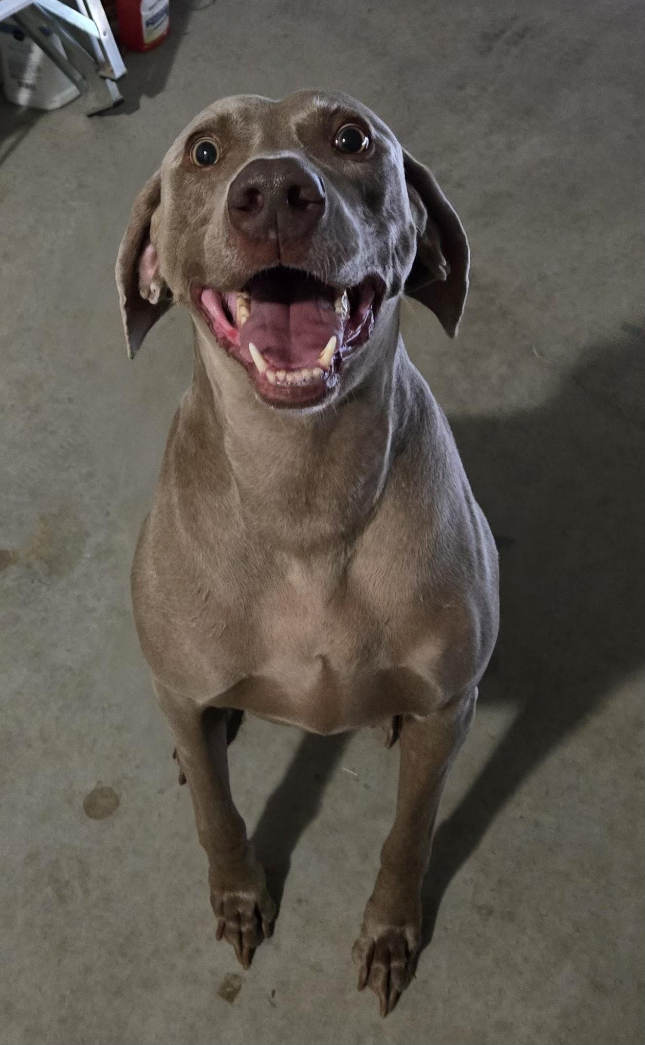 Enlarge Thor, a Adoptable Weimaraner in Marietta, GA image 3/6