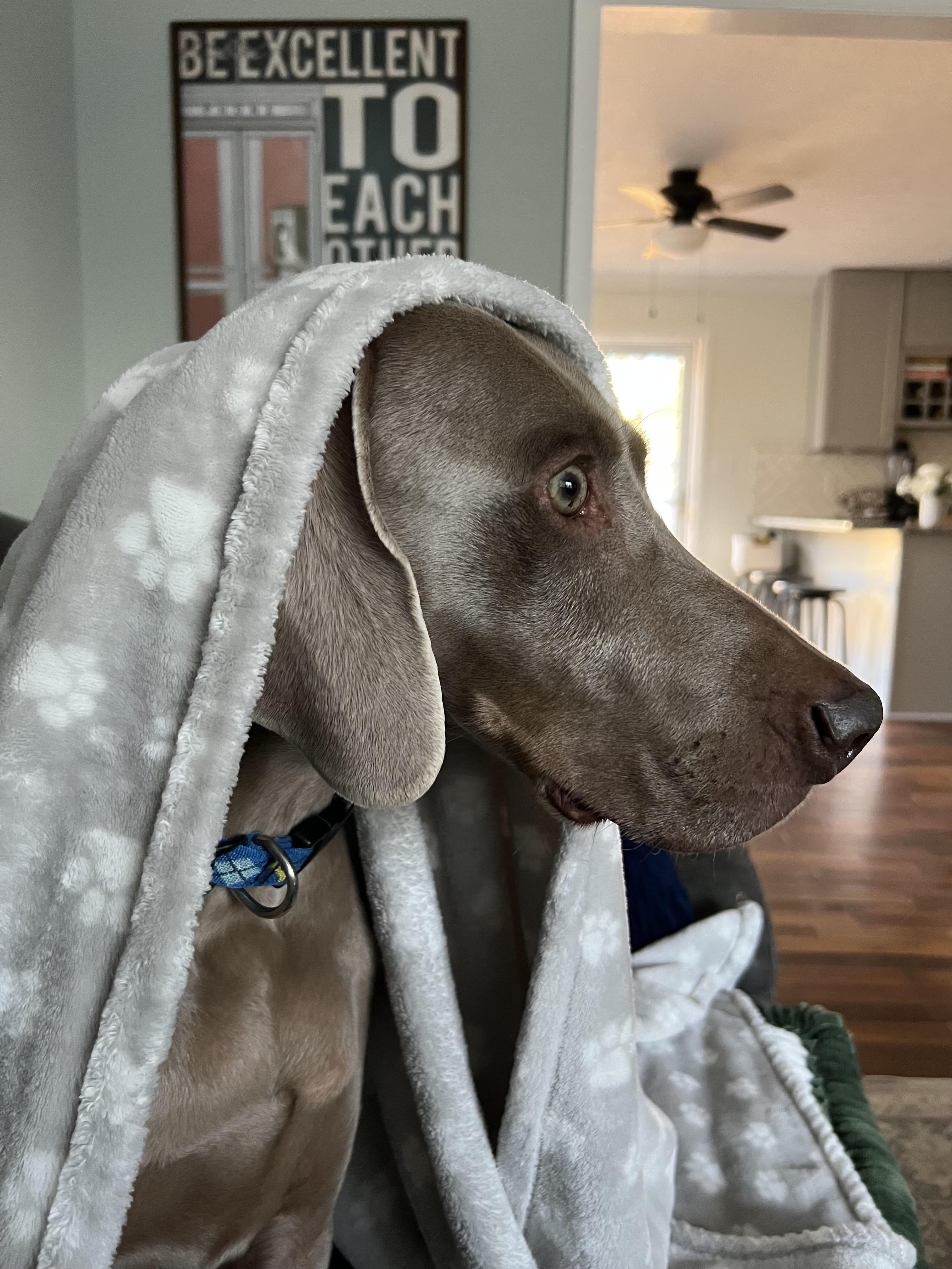 Enlarge Thor, a Adoptable Weimaraner in Marietta, GA image 4/6