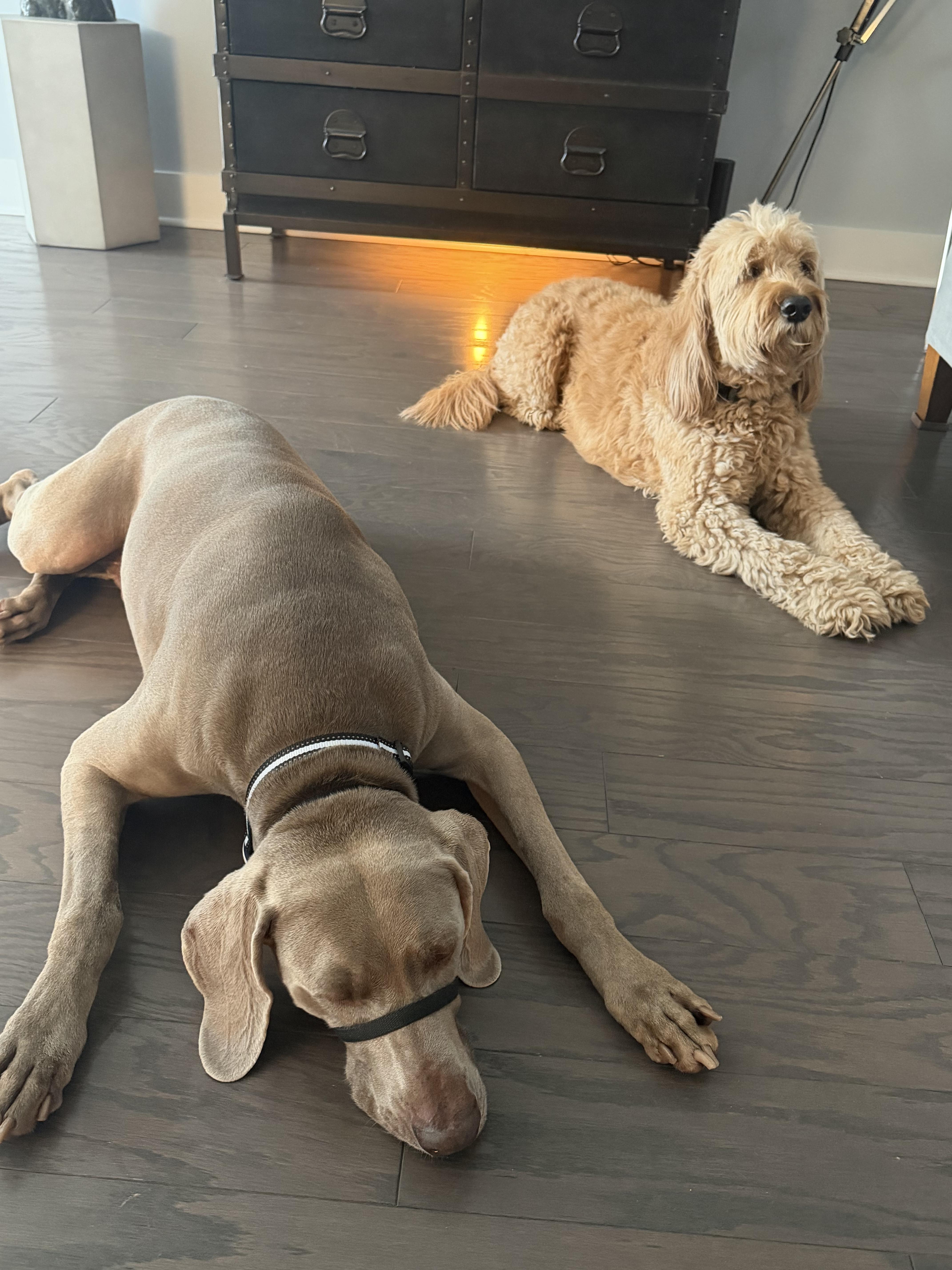 Enlarge Thor, a Adoptable Weimaraner in Marietta, GA image 5/6