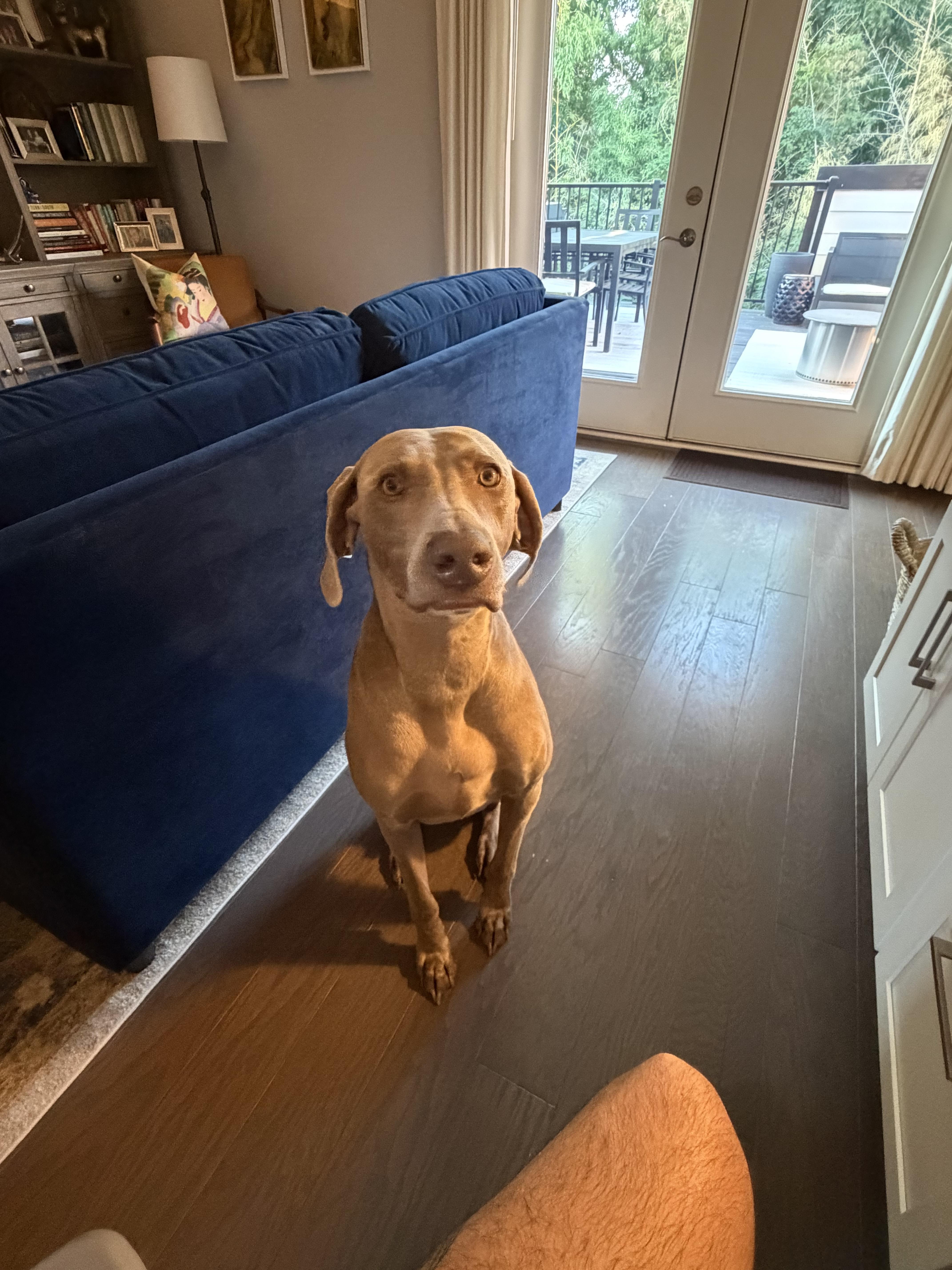 Enlarge Thor, a Adoptable Weimaraner in Marietta, GA image 6/6