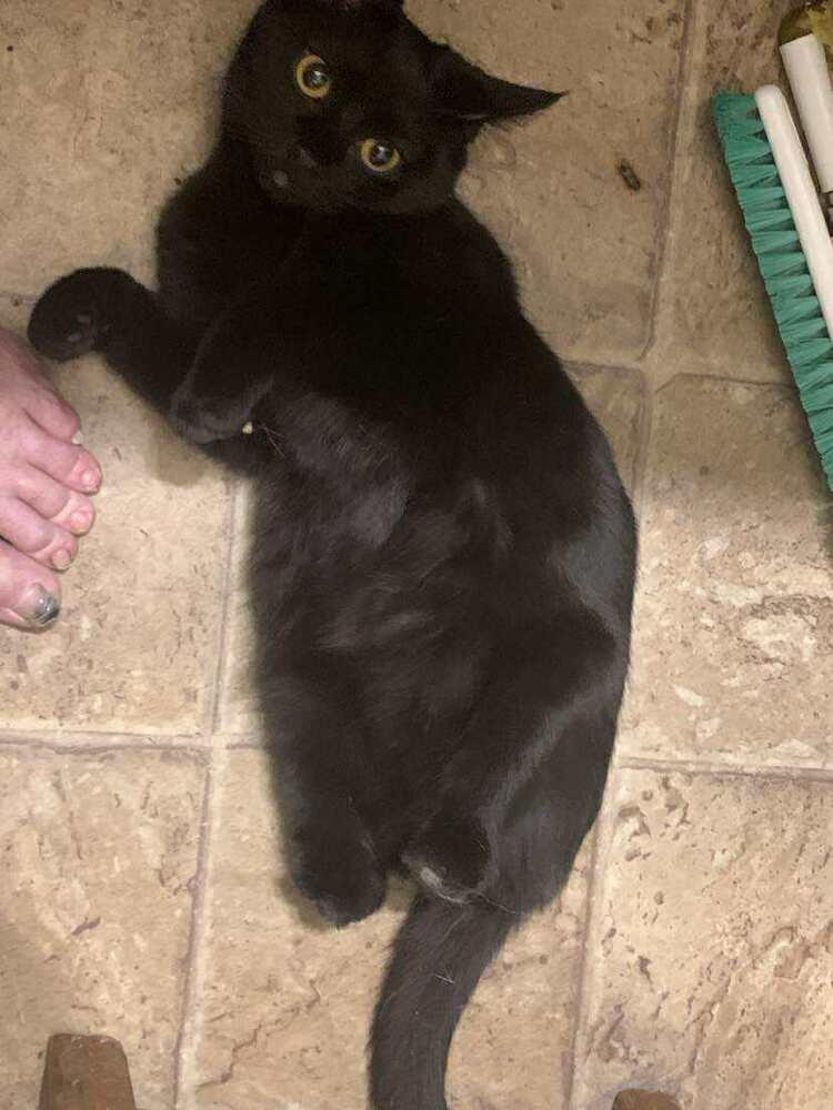 Amelia, Adoptable, Kitten Female Domestic Short Hair.