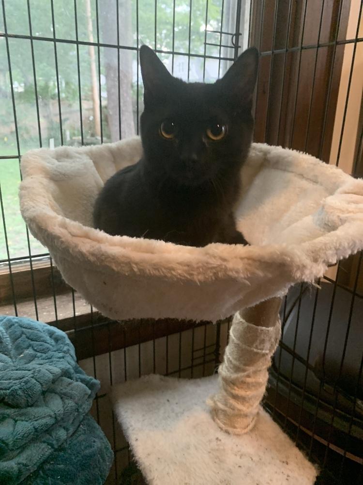 Enlarge Amelia, a Adoptable Domestic Short Hair in Emporia, KS image 2/3