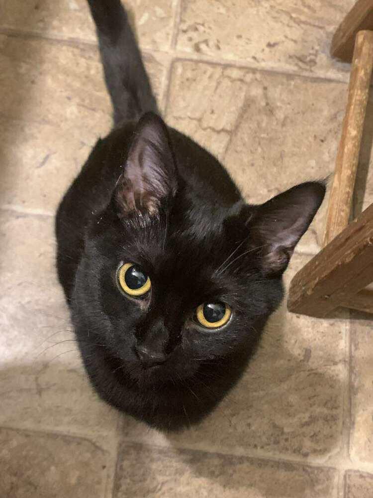 Enlarge Amelia, a Adoptable Domestic Short Hair in Emporia, KS image 3/3