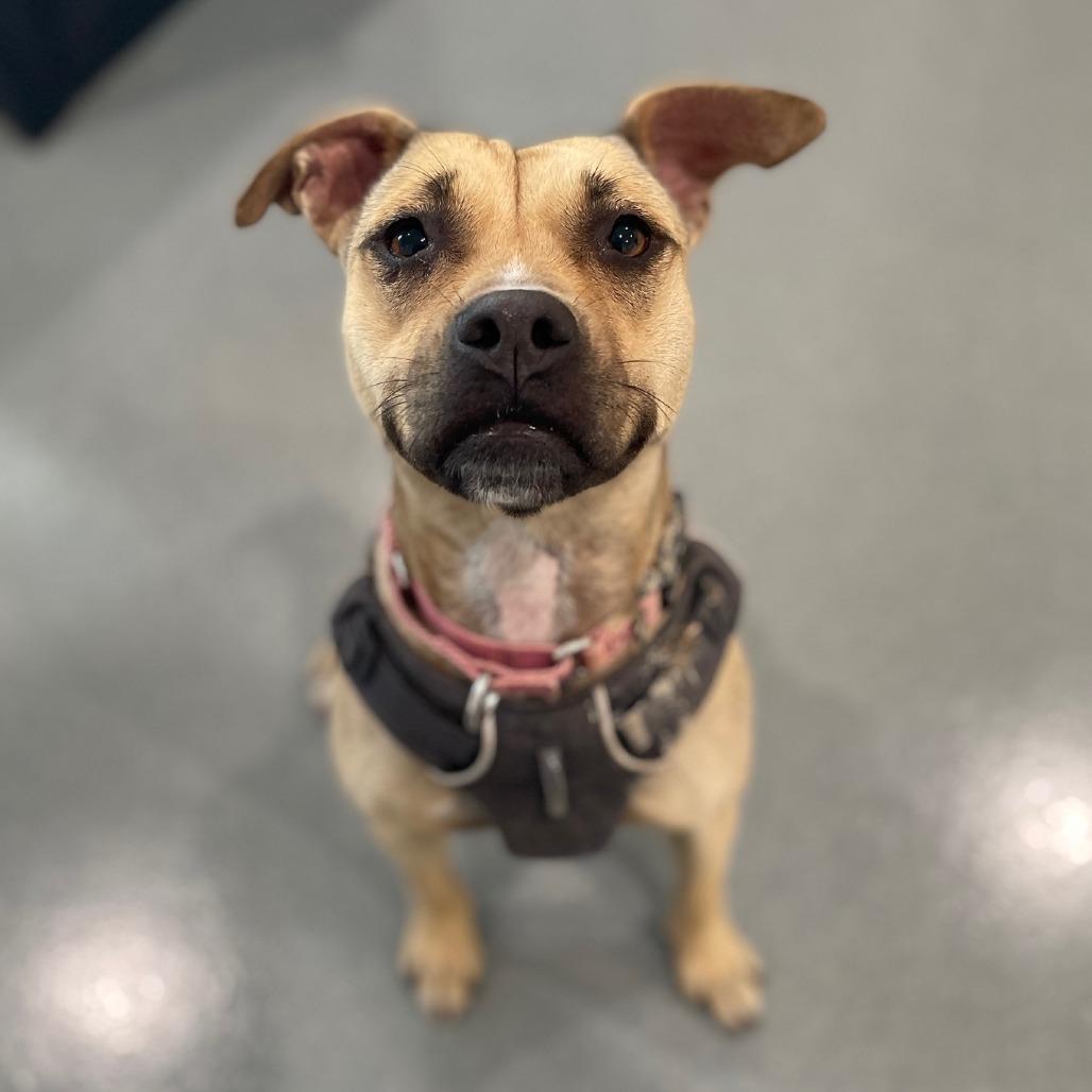 Tweetie, Adoptable, Adult Female Mixed Breed.